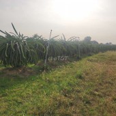 Đất nông nghiệp chính chủ thôn Đại lộc cần bán ....