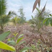 Cần bán đất vườn Thủ Thừa, Long An - Sổ đỏ chính chủ