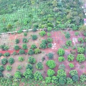 Lô đất vườn 2ha1 trồng sầu riêng và bơ,có nhà cấp 4,2 mặt tiền đường cực đẹp tại xã EaNam,Huyện EaHleo,Tỉnh ĐakLak