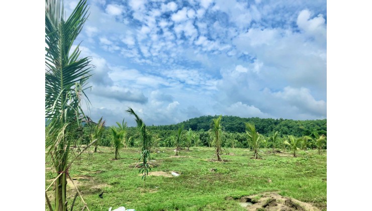 Vườn dừa có view đồi, ao cá tại THị trấn Định Quán - Đồng Nai