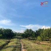 Bán vườn bưởi Xã Phú Lý Huyện Vĩnh Cửu Đồng Nai 14300m2 giá 8.2 tỷ