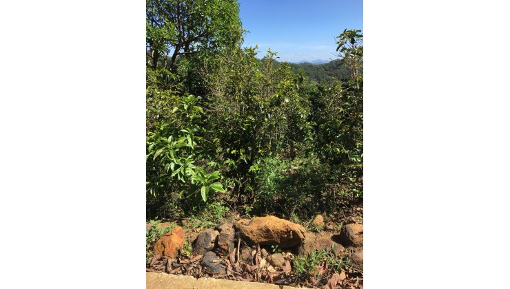 Bán lô đất view núi rừng, DT 12646m², giá 1Tỷ300 / Sào tại Cầu Đất – Trạm Hành – TP Đà Lạt