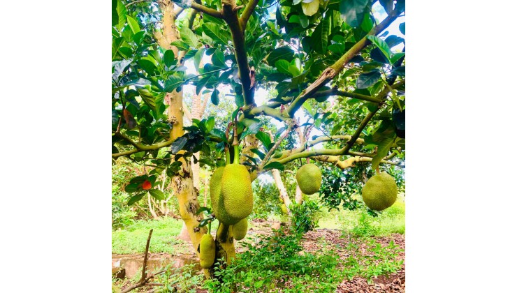 Bán đất huyện Định Quán, đất ở nông thôn + Cây lâu năm, tặng vườn trái cây