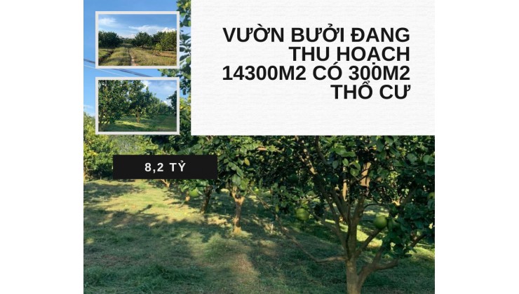 Bán vườn bưởi Xã Phú Lý, Vĩnh Cửu Đồng Nai 14300m2 giá 8.2 tỷ