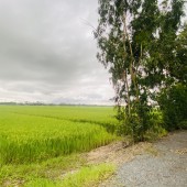 Bán Nhanh Lô Đất Ruộng Đang Canh Tác  tại Huyện Châu Thành, Tỉnh Trà Vinh