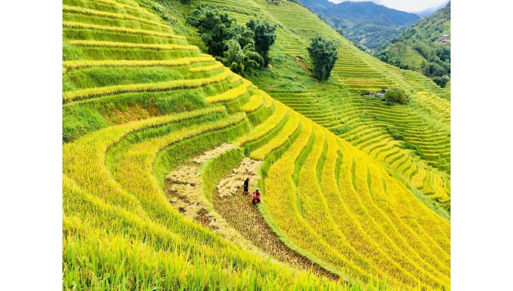 Đất Nền SAPA Đón Sóng Cao Tốc,  Bán Lô Đất 2000M View Săn Mây Bao Trọn Tả Phìn