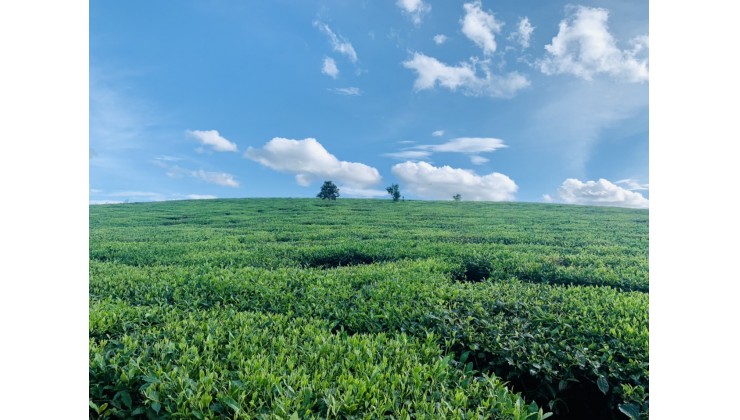 Cao nguyên Mộc Châu ,đất nền trong dân ,giá chỉ từ 1xx một mét