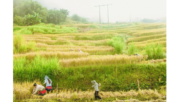 BÁN ĐẤT NỀN TRUNG TÂM Y TÝ ( SA PA 2 ) GIÁ SIÊU RẺ