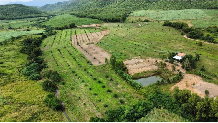Vườn bưởi và Dừa Xiêm ở Ninh Sơn, Tx. Ninh Hoà 8,6 hecta giá chỉ 8,6 tỷ