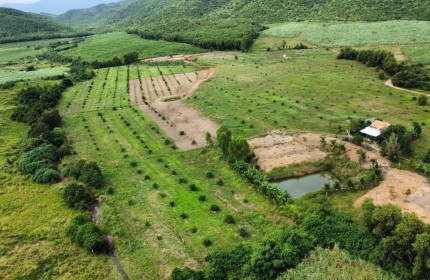 Vườn cây ăn trái ở Ninh Sơn, Tx. Ninh Hoà 8,6 hecta giá chỉ 8,6 tỷ