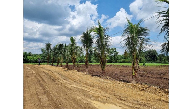 Bán đất nông nghiệp, lâm nghiệp, đất vừơn tại Đồng Nai.