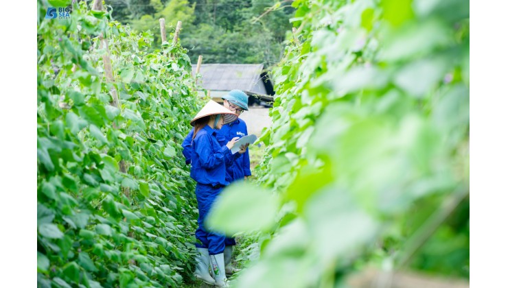 Đất nền NN đa dụng Trồng nông sản giá trị cao tại Bát Xát - Lào Cai giá chỉ 300tr