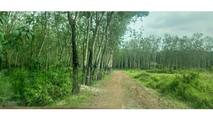 2.7ha đất CLN có 300m2 thổ cách UBND Xã Phước Sang, Phú Giáo 500m