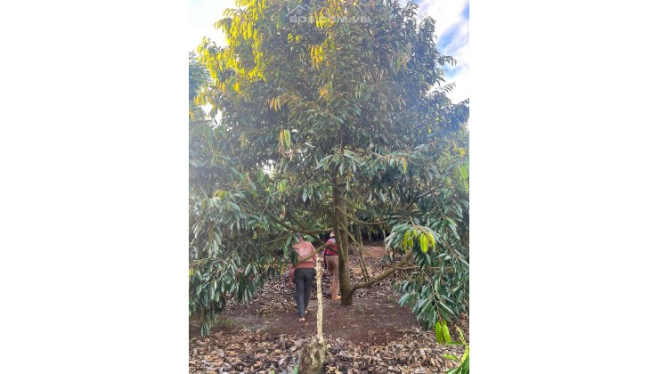 Bán rẫy sầu riêng 1,1 ha, sầu thu kinh doanh 180 cây
