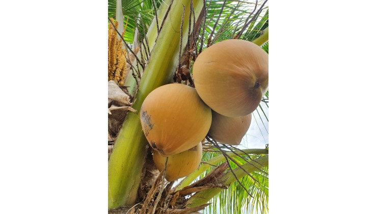 Sang gấp lô đất 1000m2- Về thu hoạch Cây Mai và dừa