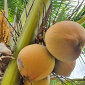 Sang gấp lô đất 1000m2- Về thu hoạch Cây Mai và dừa