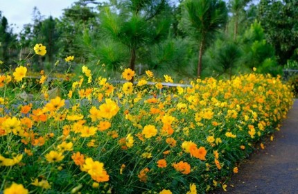 BÁN ĐẤT MẶT TIỀN ĐƯỜNG NGUYỄN AN NINH- BẢO LỘC- LÂM ĐÔNG