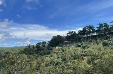 Ngộp Bank Bán  9300m2 Đất View Săn Mây Rừng Thông Xuân Trường