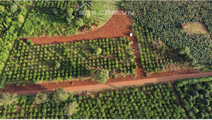 103m2 đất sổ hồng riêng đường nhựa 6m thổ cư giá rẻ xã Cư Né Huyện Krông Buk, Đắk Lắk .