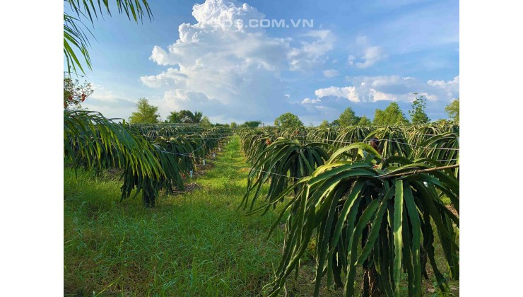 Vườn Thanh Long 6251m2, Thích Hợp Làm Kho Xưởng.!!