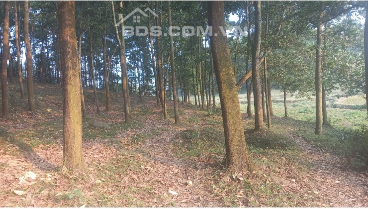 Chính chủ bán 1,4ha đất ONT+RSX giá chỉ 2tr/m2 thế đất thoai thoải view cánh đồng thoáng mát