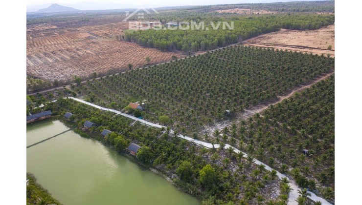 Đất biển Bình Thuận giá hạt dẻ chỉ 110K/m2 , có cam kết mua lại lên đến 30%