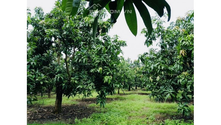 Bán vườn trái cây hơn 1 sào ở Định Quán ĐN giá 775tr/sao.