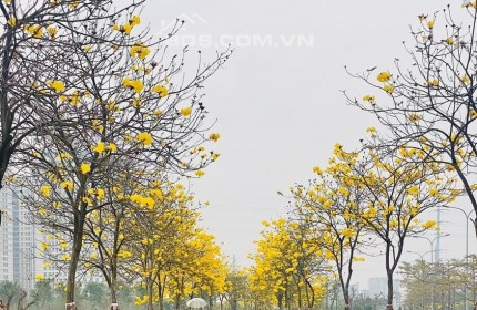 QUỸ CĂN LIỀN KỀ CHO THUÊ Ở CÁC TIỂU KHU TRONG KĐT PARK CITY HÀ ĐÔNG