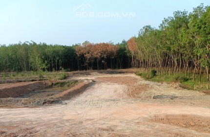 cho thuê đất xây dựng công xưởng, làm các loại nhà máy chế biến doanh nghiệp phú riềng bình phước