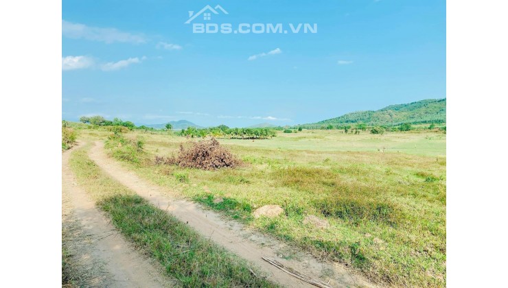 bán đất Ninh Xuân Ninh Hòa hơn 2000m2 mà chưa đến năm trăm triệu