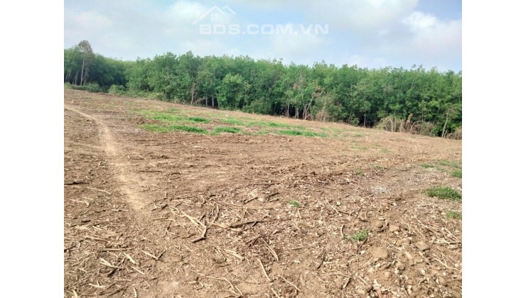 TẠI SAO ĐẤT NÔNG NGHIỆP ĐANG TRỞ THÀNH 'MỎ VÀNG' MỚI CỦA NHÀ ĐẦU TƯ THÔNG MINH