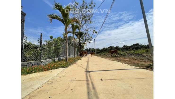 Chủ cần tiền bán miếng vườn xoài dt 28x40 có sẵn 100m2 Thổ cư ở Định Quán, ĐN .