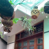 ÁI MỘ- BỒ ĐỀ- CỰC HIẾM 