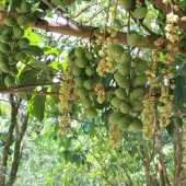 Đất vườn Tây Ninh - Kho báu đầu tư đầy tiềm năng cho tương lai