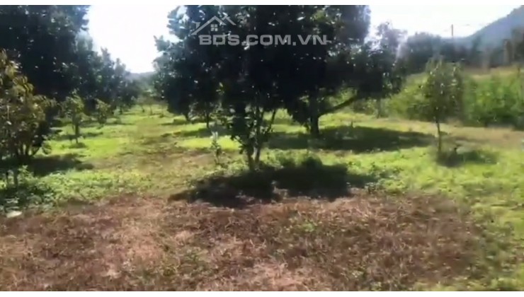 Đất Lâm Đồng 15x160 SHR có trồng sầu riêng