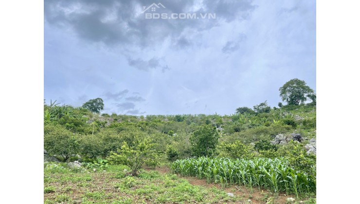 Cần bán mảnh đất có diện tích khoảng 6500m Mường Sang, Mộc Châu, Sơn La