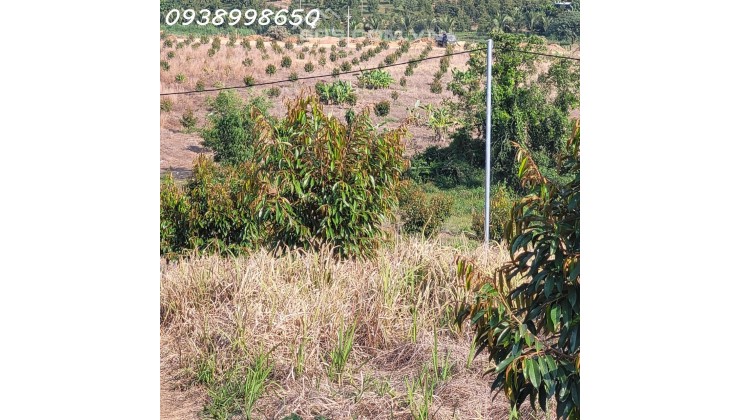 Cần bán 5ha vườn sầu riêng trên 2 năm tuổi Xã Triệu Hải, Đạ Tẻh, Lâm Đồng