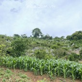 Cần bán mảnh đất có diện tích khoảng 6500m Mường Sang, Mộc Châu, Sơn La