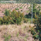 Cần bán 5ha vườn sầu riêng trên 2 năm tuổi Xã Triệu Hải, Đạ Tẻh, Lâm Đồng