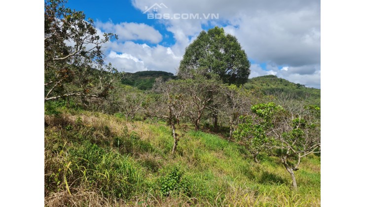 Chủ không canh tác chuyển nhượng lại 12269m2 vườn cách QL14 vào 500m.