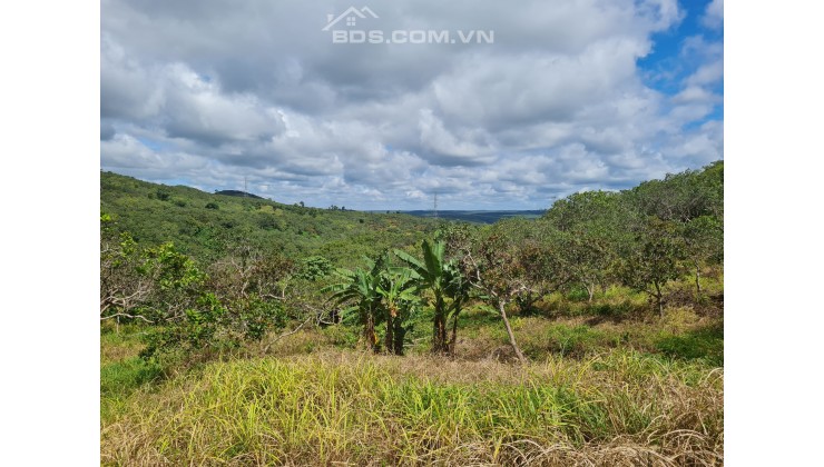 Chủ không canh tác chuyển nhượng lại 12269m2 vườn cách QL14 vào 500m.