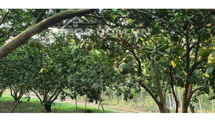 Chính chủ cần bán mảnh đất sào vườn trái cây ở Đồng Phú.