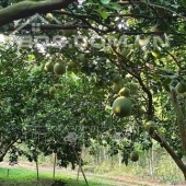 Chính chủ cần bán mảnh đất sào vườn trái cây ở Đồng Phú.