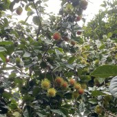 Cần bán gấp lô đất vườn trái cây hơn 1000m2 ở Bình Phước.
