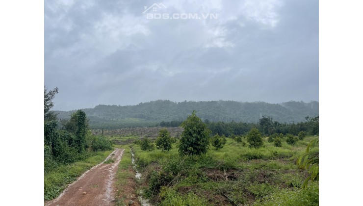 ✅9ha đất trồng sầu riêng - 277tr/sào đất CLN - xã Phú An, huyện Tân Phú, Đồng Nai