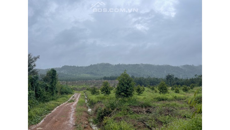 ✅9ha đất trồng sầu riêng - 277tr/sào đất CLN - xã Phú An, huyện Tân Phú, Đồng Nai