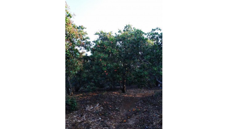 Rẫy điều gần trung tâm - giá quá rẻ - Đất vườn Đắk Nông - Hoàng Trang BDS
