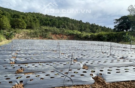 Bán Đất Đẹp Tại Xã Đạ ròn, Huyện Đơn Dương