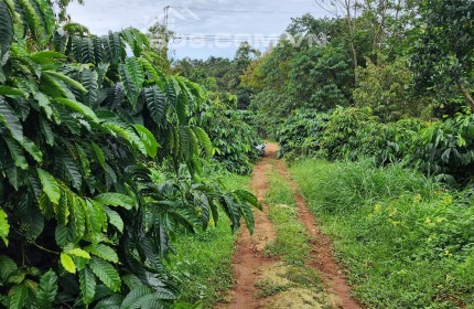 1,7ha - 160 sầu riêng đang thu xen cafe thu mạnh - Hoàng Trang BĐS - Đất ngộp Đắk Nông