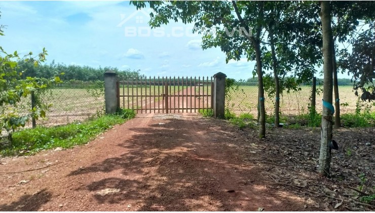 Xuất cảnh cần bán gấp đất vườn cây ăn trái, đất đỏ Bazan, xã Quảng Khê, huyện Đắk Glong,Đắk Nông